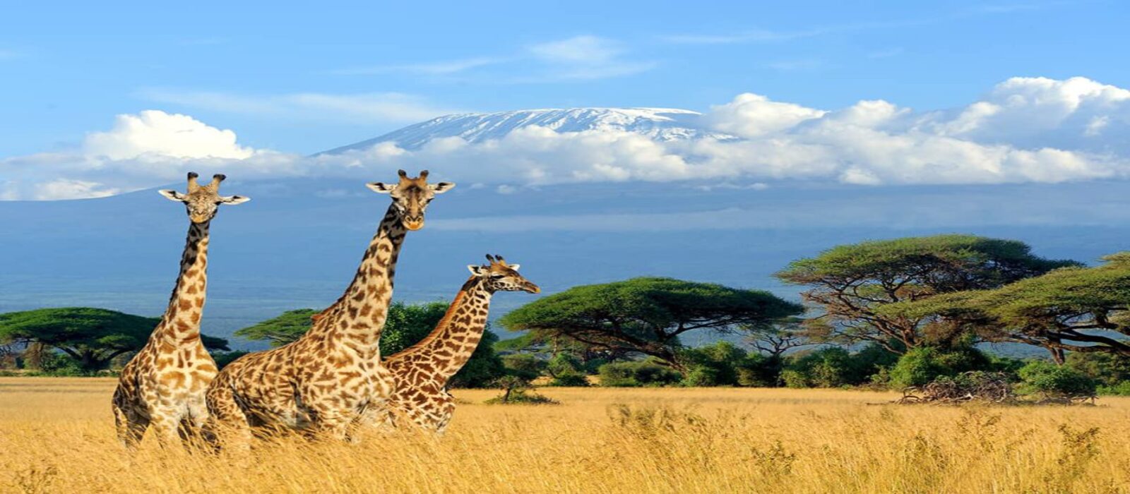 Giraffe at Kilimanjaro